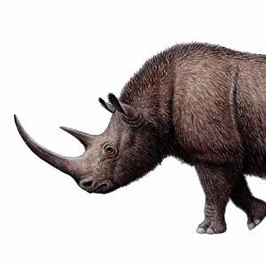 Woolly rhinoceros, artwork