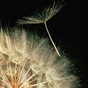 Yellow salsify seeds
