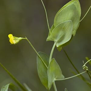 Yellow vetchling (Lathyrus aphaca)