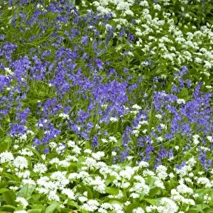 England, Northumberland, Allen Banks. Native Bluebells and Ramsons (wild garlic) within Allen Banks