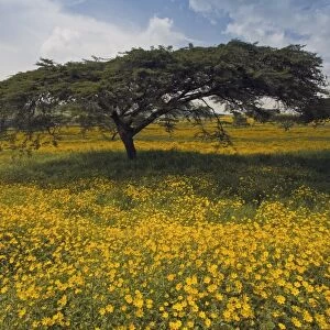 Acacia tree and yellow Meskel flowers in bloom after the rains, Green fertile fields