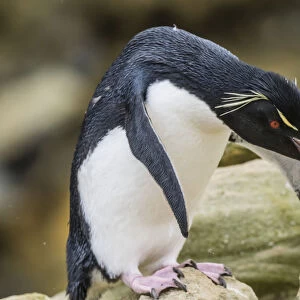 An adult Southern rockhopper penguin, Eudyptes chrysocome, at rookery on New Island