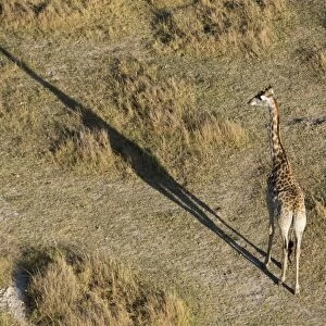 An aerial view of a giraffe (Giraffe camelopardalis) walking in the Okavango Delta