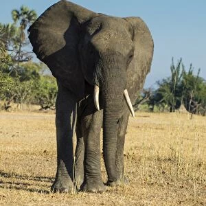 African bush elephant (Loxodonta africana), Liwonde National Park, Malawi, Africa