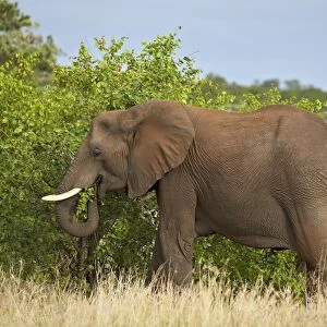 African elephant (Loxodonta africana) eating, Kruger National Park, South Africa, Africa