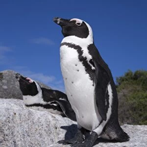 African penguins (Spheniscus demersus), Table Mountain National Park, Cape Town, South Africa, Africa