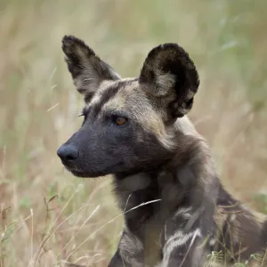 African wild dog (African hunting dog) (Cape hunting dog) (Lycaon pictus), Kruger National Park, South Africa, Africa