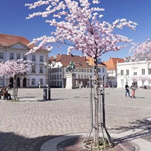 Almond Blossom in the Market Place, Landau, Deutsche Weinstrasse (German Wine Road), Rhineland-Palatinate, Germany, Europe