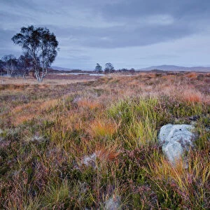 The area of Rannoch Moor, a Site of Special Scientific Interest, Highlands, Scotland, United Kingdom, Europe