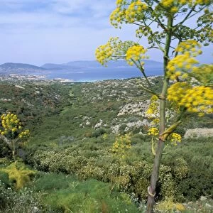 Asinara, Sardinia