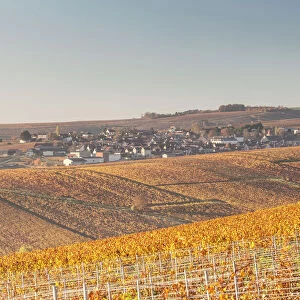 Autumn in the vineyards of Chablis, Burgundy, France, Europe