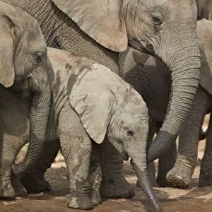 Baby African elephant (Loxodonta africana) drinking, Addo Elephant National Park, South Africa, Africa
