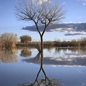 Bare tree reflected in a floodplain