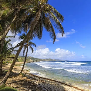 Bathsheba, windswept palm trees, Atlantic waves, rugged East Coast, Barbados