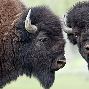 Two bison (Bison bison) bulls facing off, Yellowstone National Park, Wyoming