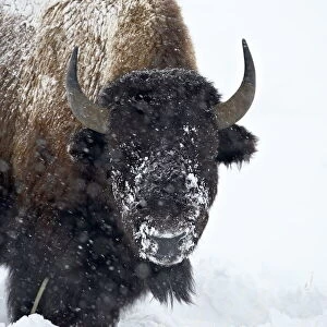Bison (Bison bison) in a snowstorm