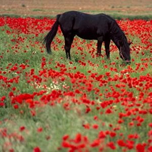 Black horse in a poppy field