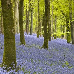 Bluebells, Delcombe Wood, Dorset, England, United Kingdom, Europe