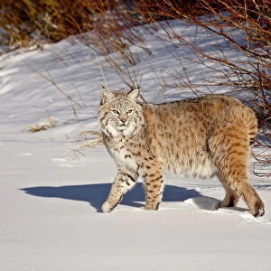 Cats (Wild) Collection: Bobcat
