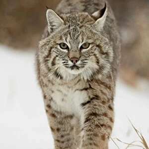 Cats (Wild) Collection: Bobcat