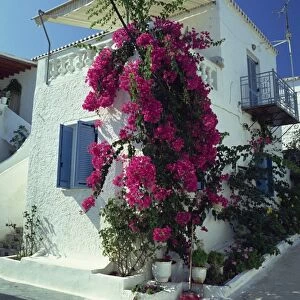 Bougainvillea on a white house on the island of Spetse