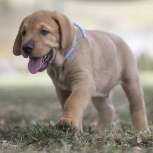 Broholmer dog breed puppy with a light blue collar walking on the grass, Italy, Europe