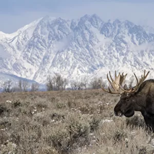 Bull moose (Alces alces), standing in front of Teton Range, Grand Teton National Park