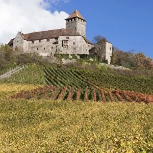 Burg Lichtenberg Castle, Vineyards in autumn, Oberstenfeld, Ludwigsburg District, Baden Wurttemberg, Germany, Europe