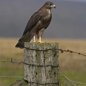 Bzzard (Buteo buteo) on fence post, captive, Cumbria, England, United Kingdom, Europe