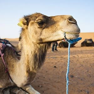 Camel portrait, Erg Chebbi Desert, Sahara Desert near Merzouga, Morocco, North Africa, Africa