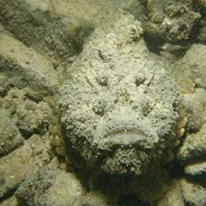 Camouflaged stonefish (Synanceia Verrucosa)