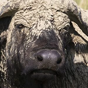 Cape buffalo (Syncerus caffer) with dried mud, Lake Nakuru National Park, Kenya, East Africa, Africa