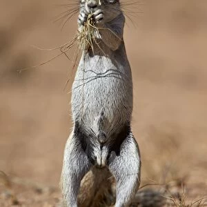 Cape ground squirrel (Xerus inauris) eating, Kgalagadi Transfrontier Park, encompassing