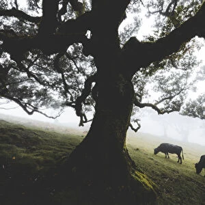 Cattle grazing in the mist inside the ancient Laurissilva forest of Fanal, Madeira island
