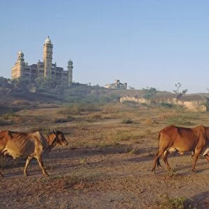 Cattle in front of the Wankaner Palace