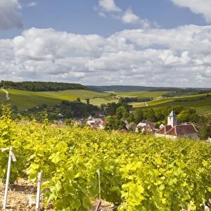 Champagne vineyards above the village of Viviers sur Artaut in the Cote des Bar area of the Aube department, Champagne-Ardennes, France, Europe