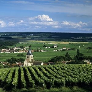 Champagne vineyards, Ville-Dommange, near Reims, Champagne, France, Europe
