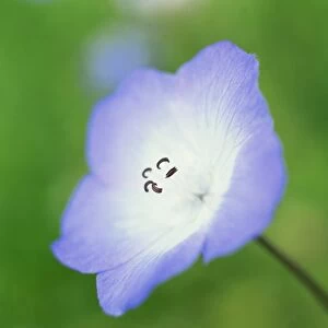 Close-up of the American wild flower
