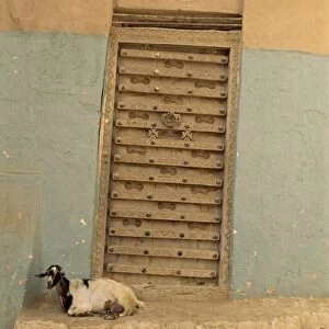 Close-up of a goat in front of an ornate door in the