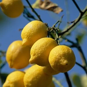 Close-up of lemons on tree