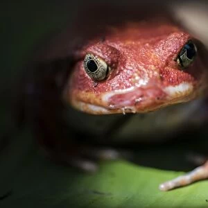 Close-up of a Madagascar tomato frog (Dyscophus antongilii), endemic to Madagascar