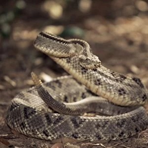 Close-up of a rattlesnake, Belize, Central America