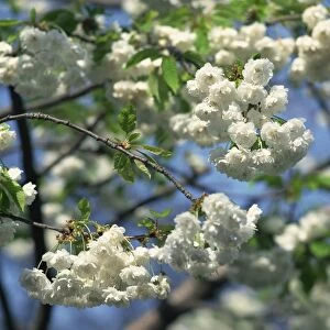 Close-up of white spring blossom on a tree in London, England, United Kingdom, Europe