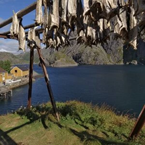 Cod drying