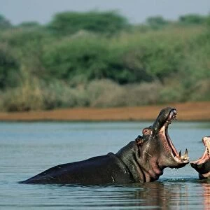 Common hippopotamuses (hippos)