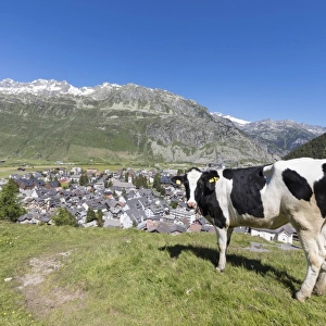 Cow grazing in the green pastures surrounding the alpine village of Andermatt, Canton of Uri