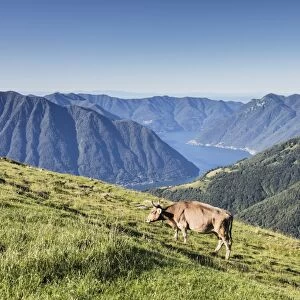 Cow in the green pastures with Lake Como and peaks in the background Gravedona, Province of Como