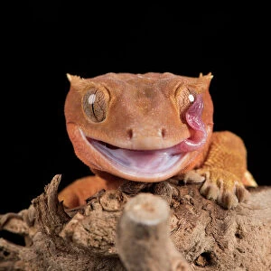 Lizards Photographic Print Collection: Crested Gecko