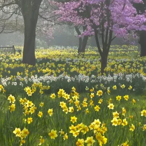 Spring Bloom Print, Hampton, London
