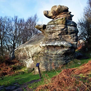 The Dancing Bear at Brimham Rocks near Summerbridge in Nidderdale, North Yorkshire, Yorkshire, England, United Kingdom, Europe
